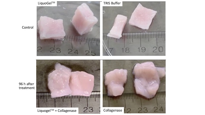 Fibroid tissue cubes were injected with collagenase (with or without Liquogel™).  At the end of the experiment, the cubes were cut in half. The Liquogel™ + collagenase combination is effective. Over time collagenase degrades and softens the fibroid tissue. Credit: Dr. Friederike Jayes and Dr. Darlene Taylor.