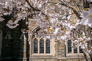 Duke building with cherry blossoms