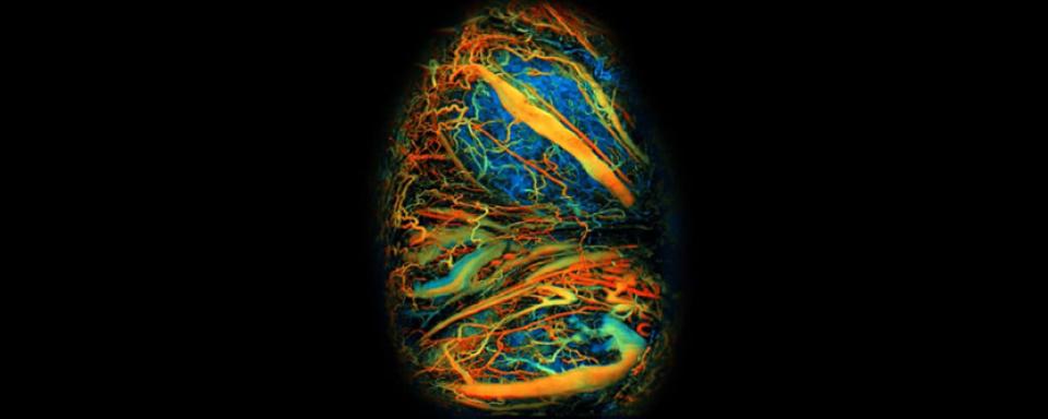 Image of placental development in mice. 